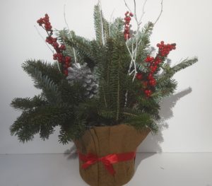 holiday plant3