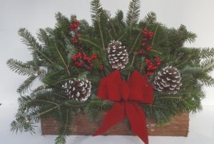 holiday plant4